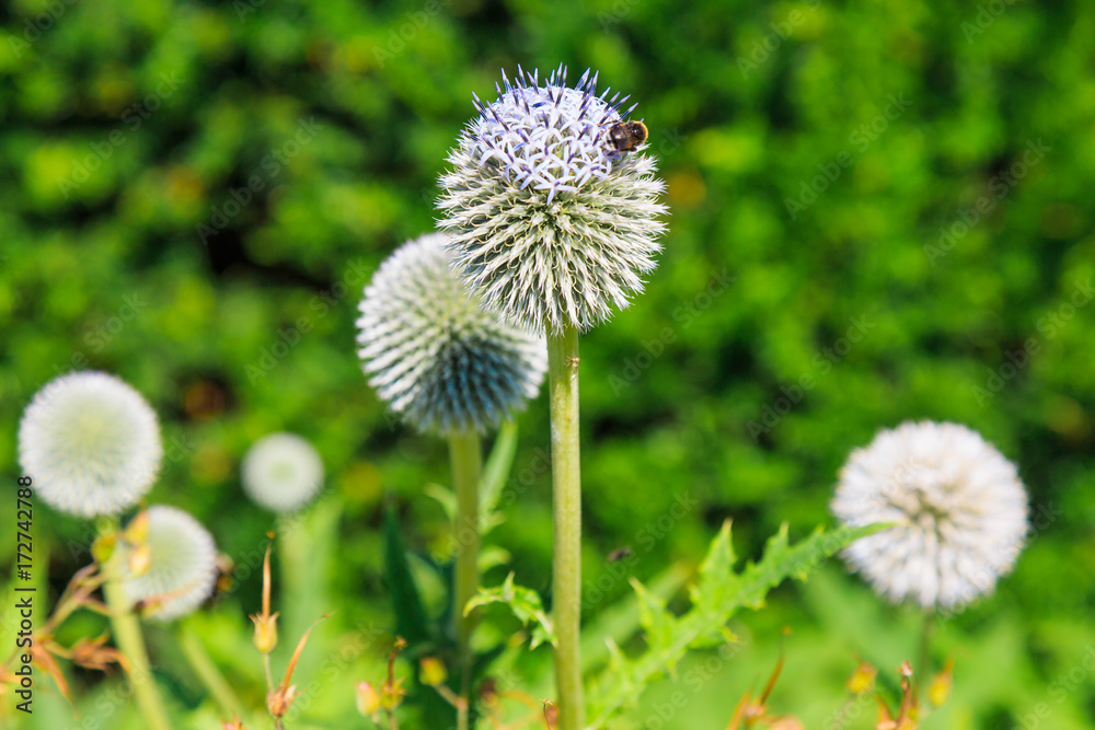 Thistle and Bee Thistle and Bee