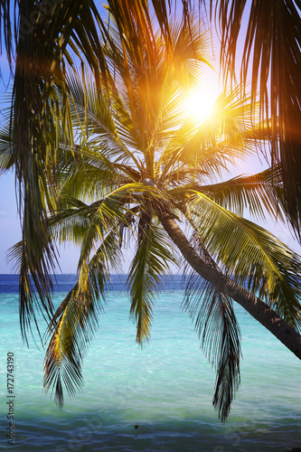 Palm tree over sea in the light of the sunset . Maldives