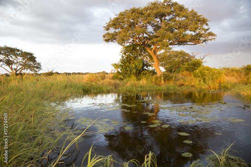 Obraz na plátně tree on island in zambezi river