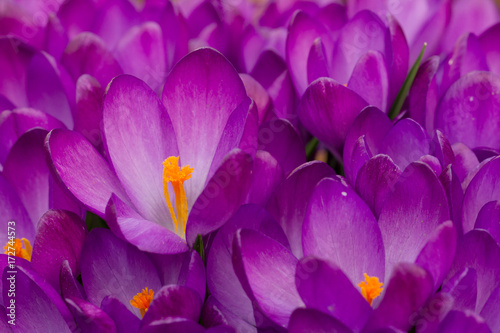Frühling Blüten Krokus photo
