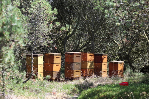 Beehives in nature photo