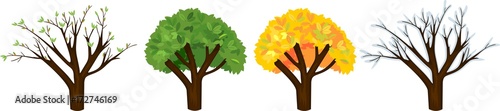Tree at four seasons: spring, summer, autumn, winter