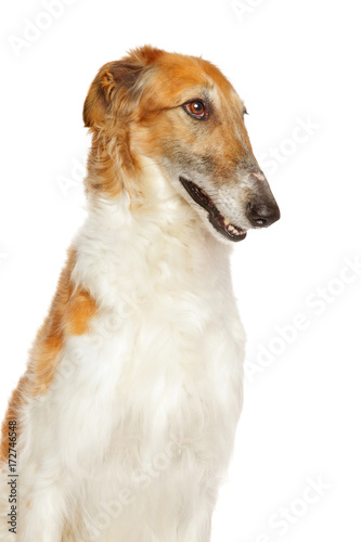 Valokuvatapetti Russian wolfhound dog