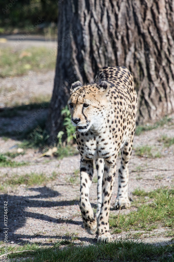 Obraz premium guépard