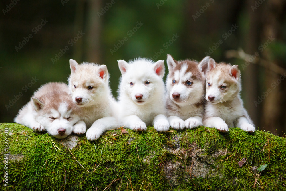 Troop of husky puppies Troop of husky puppies