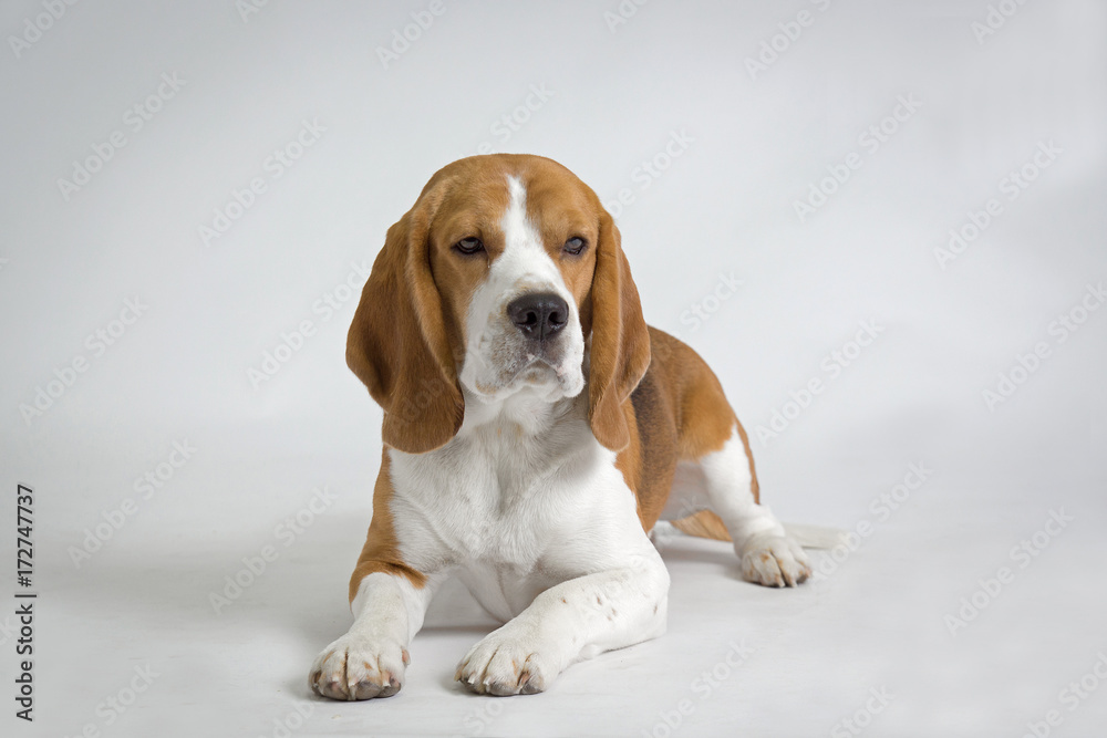 beagle dog beagle dog