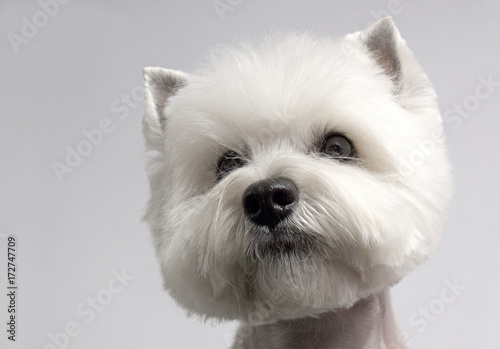 WEST HIGHLAND WHITE TERRIER dog © Gordey