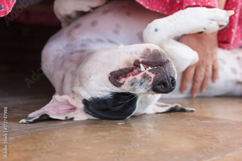 Lying playful English pointer photo