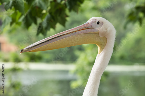 Pelican
