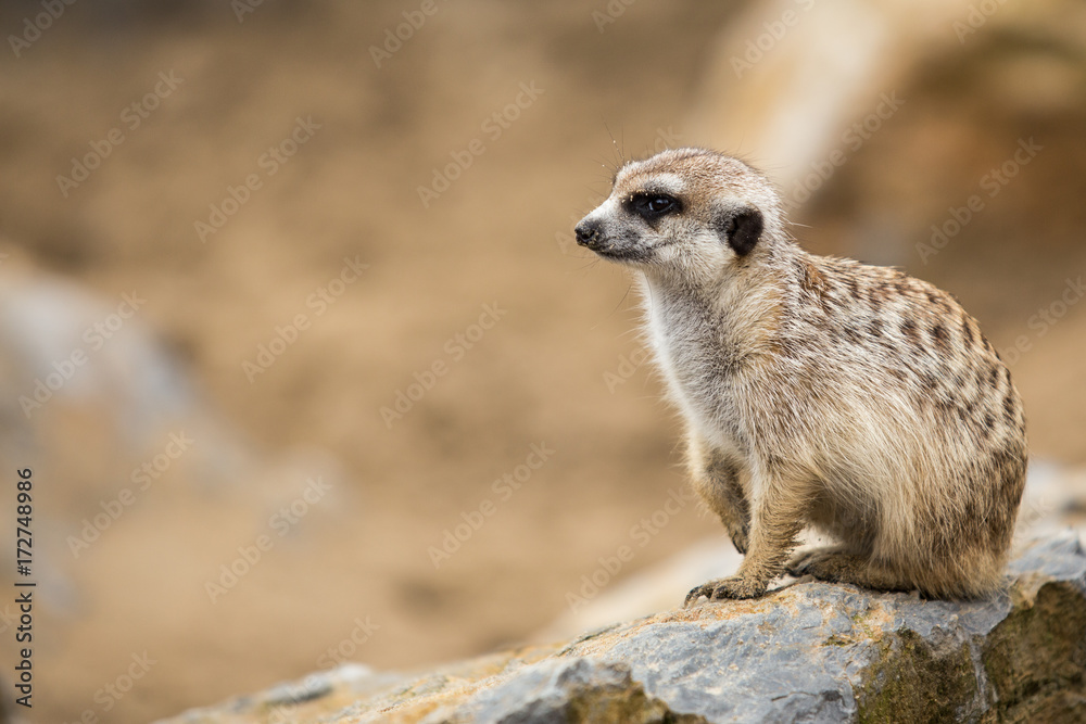Suricate Suricate