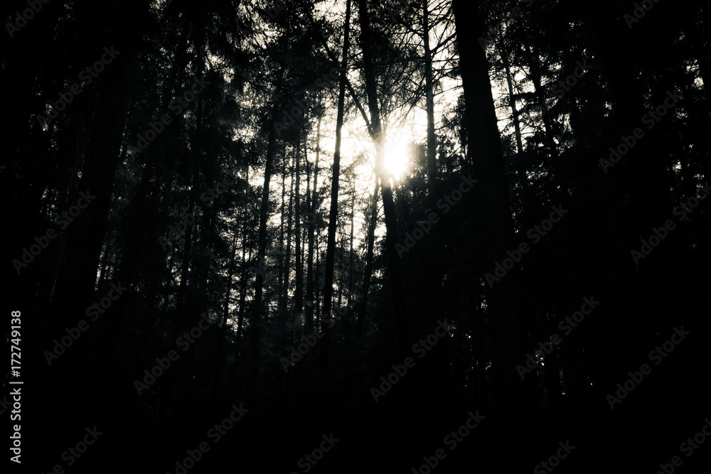 Naklejka premium Spooky forest, horror atmosphere, black and white