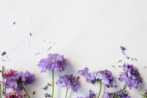 Fotografie High angle view of wilting pincushion flowers (scabiosa) on white background wit