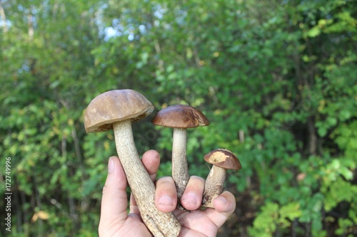Edible mushrooms (birch bolete) in the human hand on a background of green bushes.
