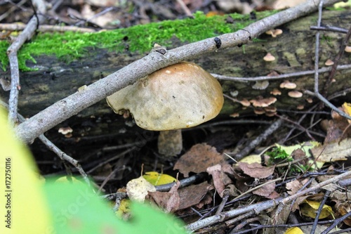 Mushroom (birch bolete) grows on the ground among the low grass.