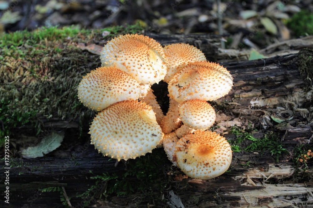 A group of orange mushrooms growing on an old fallen tree trunk. A group of orange mushrooms growing on an old fallen tree trunk.