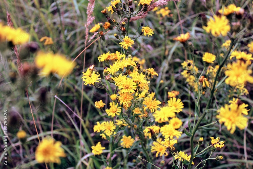 Yellow heads of field flowers photographed close-up.