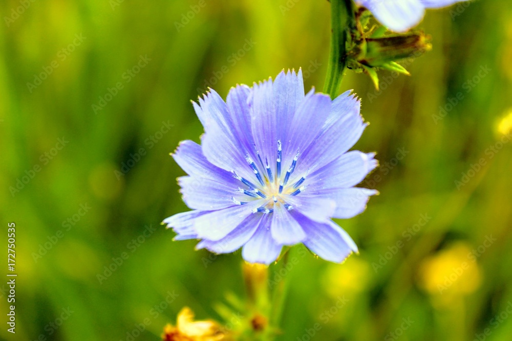 Blue head of a field flower photographed close-up. Blue head of a field flower photographed close-up.