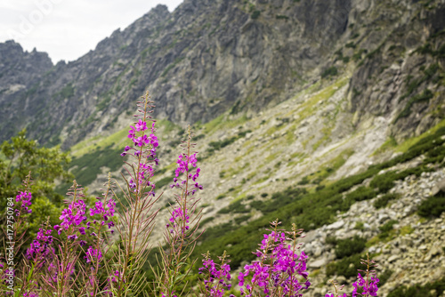  Wild flowers in the mountains