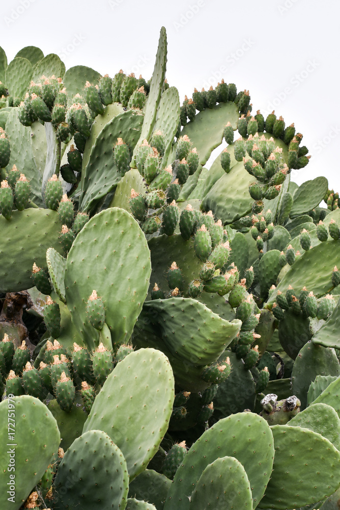 Close-up of prickely pear cactus with fruit in Andalusia, Spain Close-up of prickely pear cactus with fruit in Andalusia, Spain