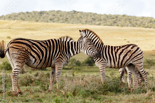 Zebra whispering something in the other ones ear