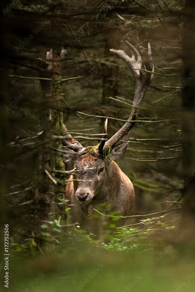 red deer, cervus elaphus, Czech republic red deer, cervus elaphus, Czech republic