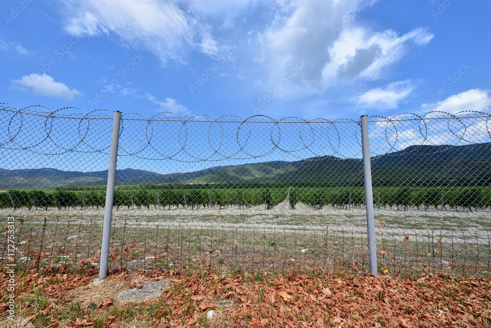 Fence from the grid encloses the vine field next to the mountains