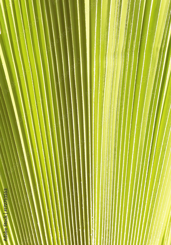 Palm leaves background 