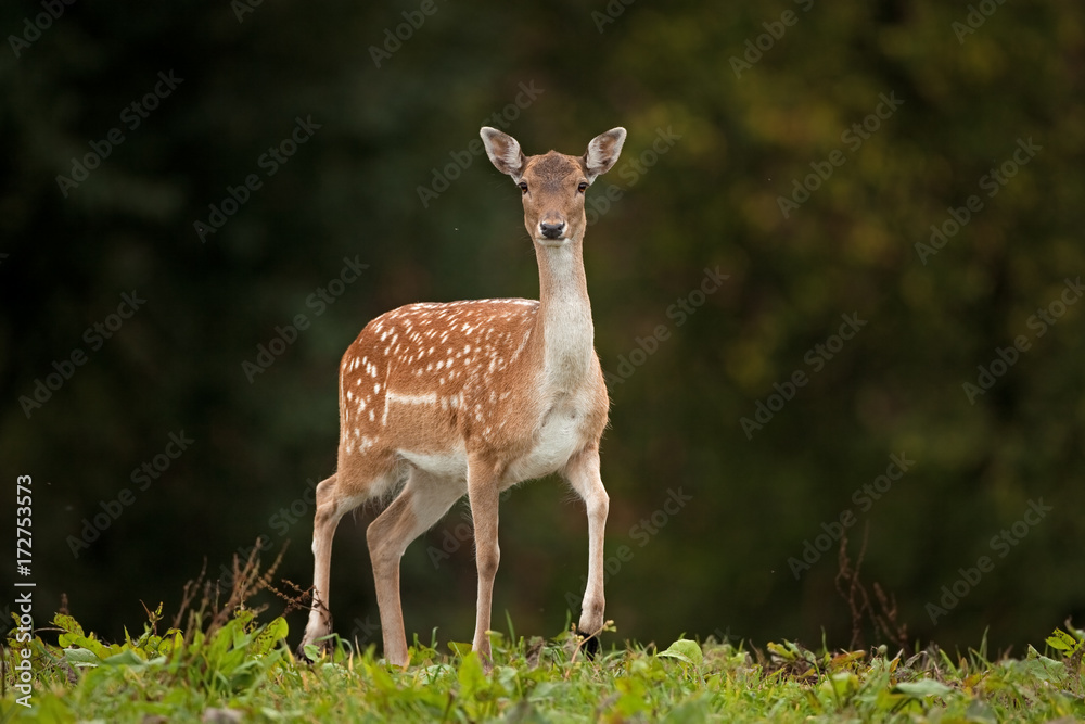 fallow deer, dama dama, Czech republic fallow deer, dama dama, Czech republic
