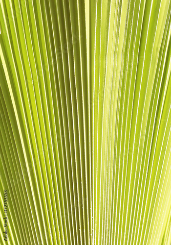 Palm leaves background 