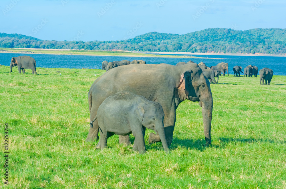Fototapeta premium Wild Elephants At Minneriya National Park In Sri Lanka. Minneriya National Park Is An Important Habitat For Water Birds And Sri Lankan Elephants And It Is The Second Most Visited Park In The Country