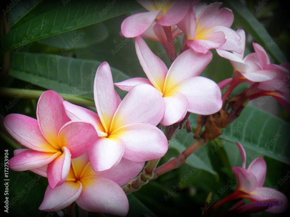 fleur de frangipane Stock Photo | Adobe Stock