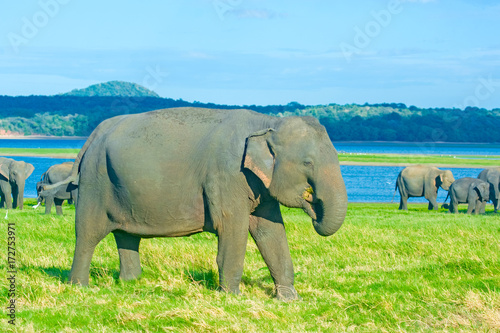 Wild Elephants At Minneriya National Park In Sri Lanka. Minneriya National Park Is An Important Habitat For Water Birds And Sri Lankan Elephants And It Is The Second Most Visited Park In The Country