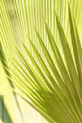 Palm leaves background 