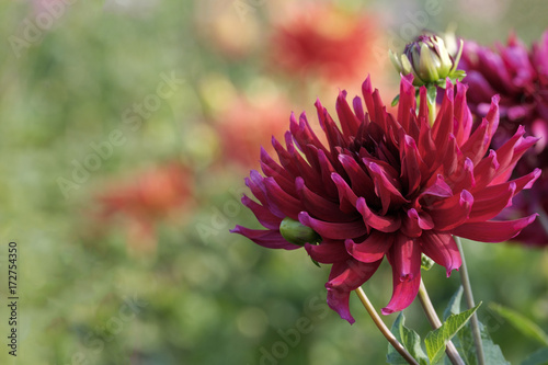 Fototapeta Naklejka Na Ścianę i Meble -  Dahlien (Dahlia)