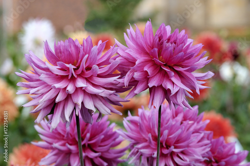 Fototapeta Naklejka Na Ścianę i Meble -  Dahlien (Dahlia)