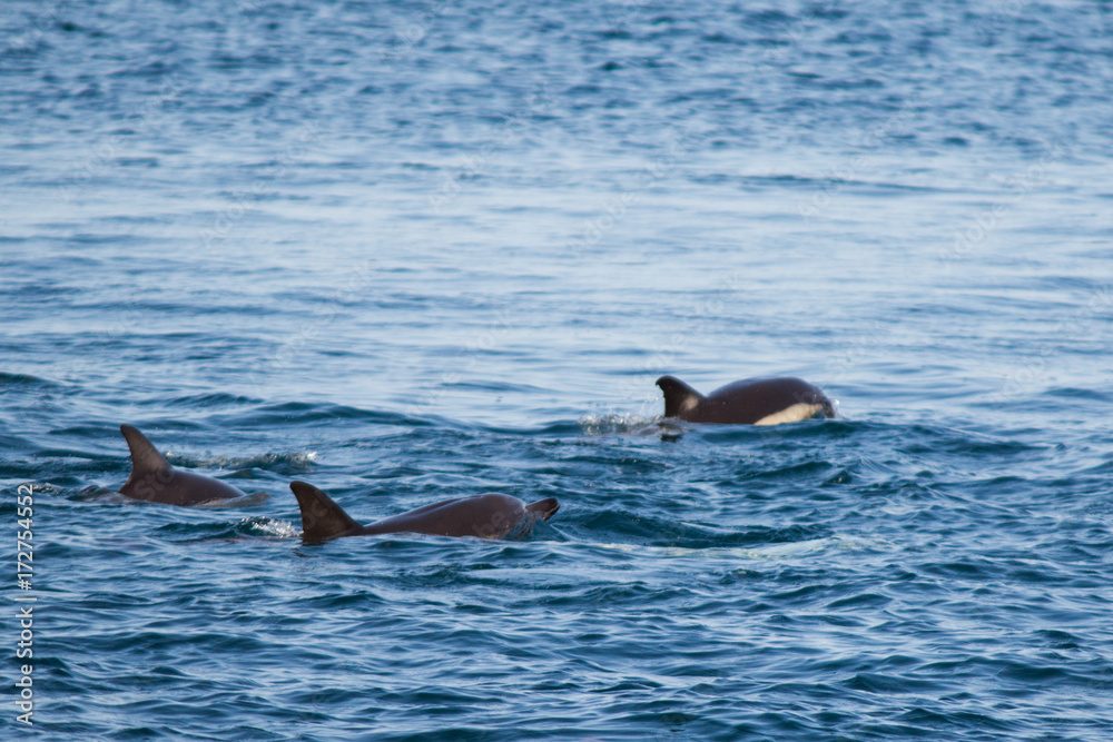 Naklejka premium A family of dolphins swim in the Black Sea