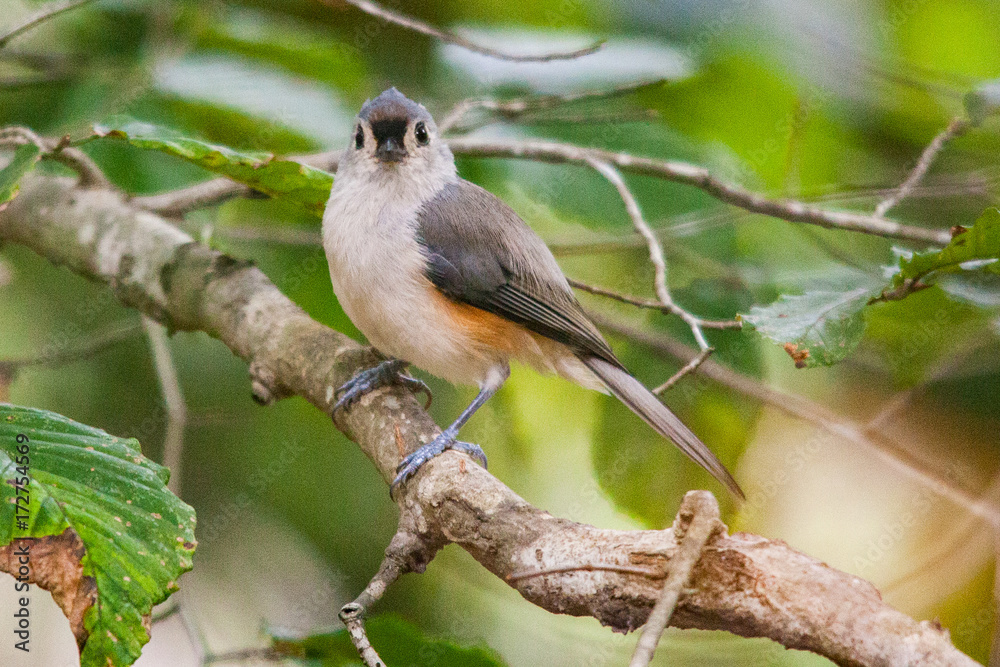 Tufted Titmouse Tufted Titmouse