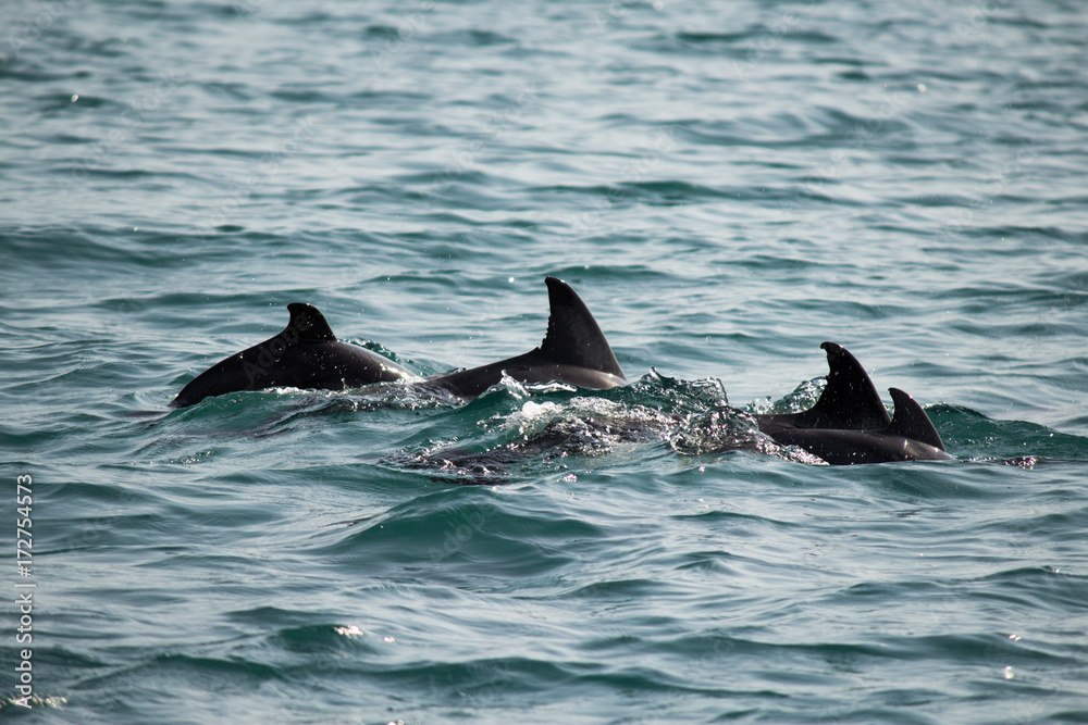 Fototapeta premium A flock of wild dolphins swim in the black sea