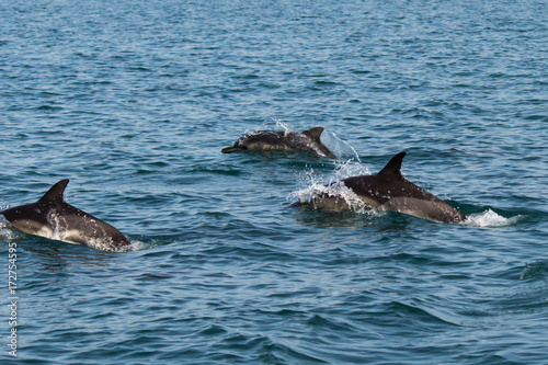 A flock of wild dolphins swim in the black sea