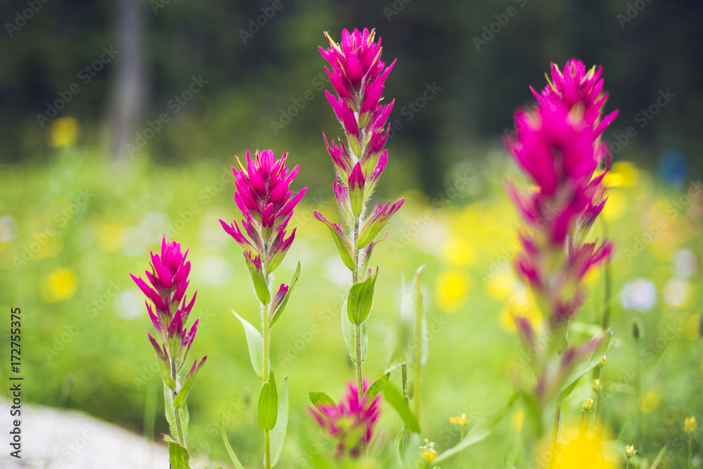 Fototapeta premium mountain flowers british columbia