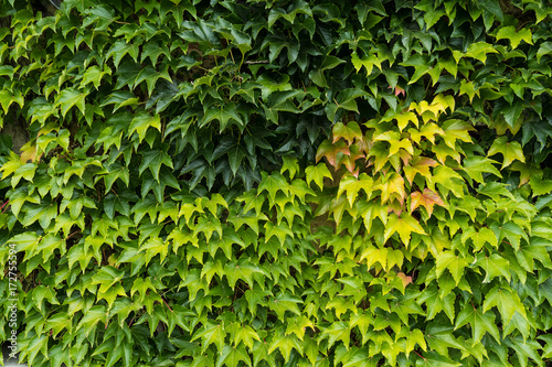 Green life wall, Parthenocissus