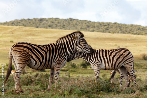 Close up of two Zebras rubbing their necks against each other