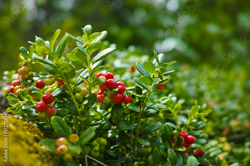Red ripe hilberry, cranberry in the forest
