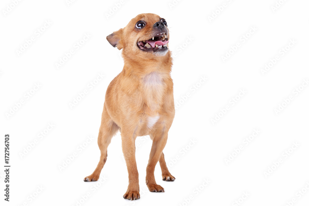 Funny dog isolated on a white background