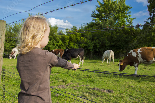 Children and animals. The child looking at the cows behind the fence.Girl by fence. photo