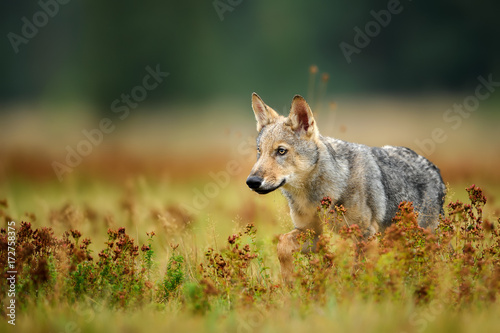 Wolf cub staring in colorful grass