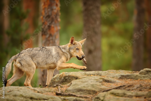 Wolf cub with bark in his mouth