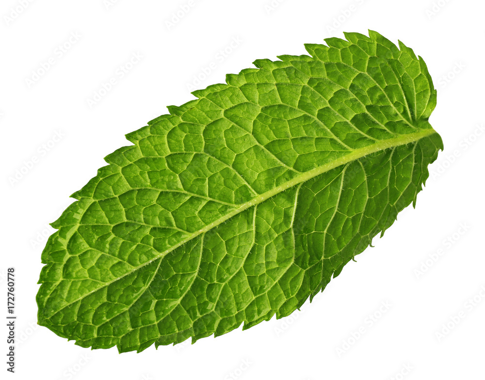 Fresh mint leaf on white background Fresh mint leaf on white background