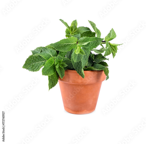 Pot with fresh mint on white background