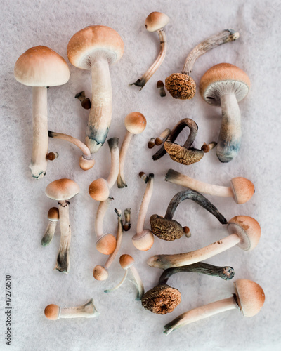 Drying Mushrooms Dry and Wet Shrooms